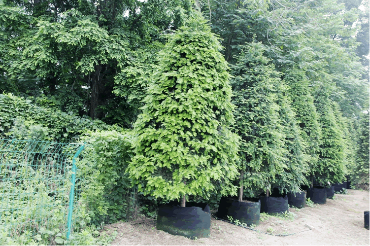 pg电子模拟器(中国)官方网站