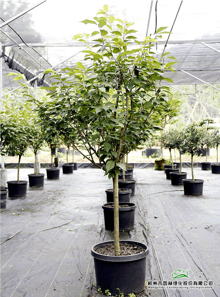 pg电子模拟器(中国)官方网站