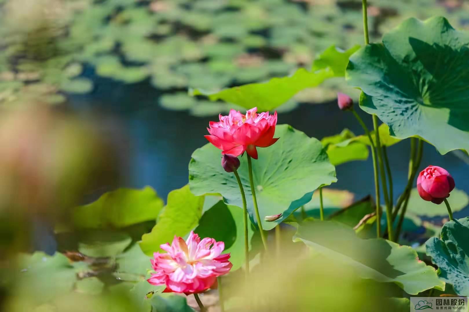 pg电子模拟器(中国)官方网站