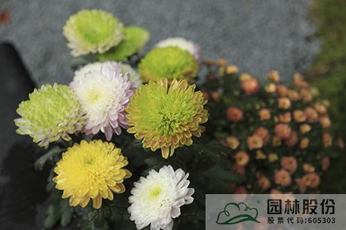 pg电子模拟器(中国)官方网站