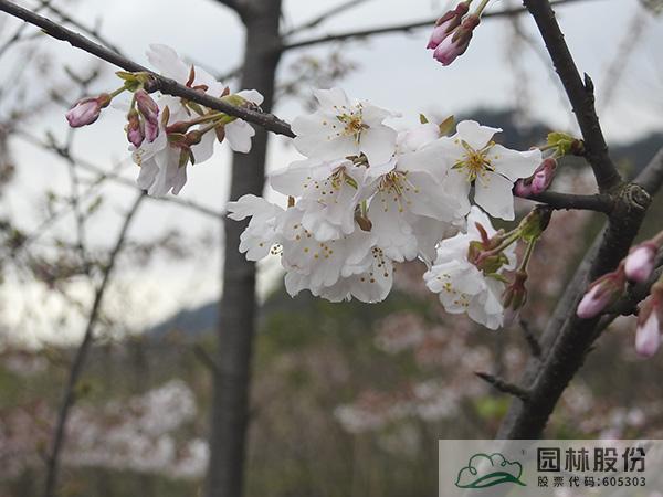 pg电子模拟器(中国)官方网站