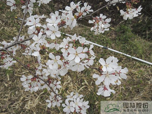 pg电子模拟器(中国)官方网站