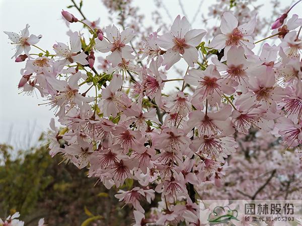pg电子模拟器(中国)官方网站