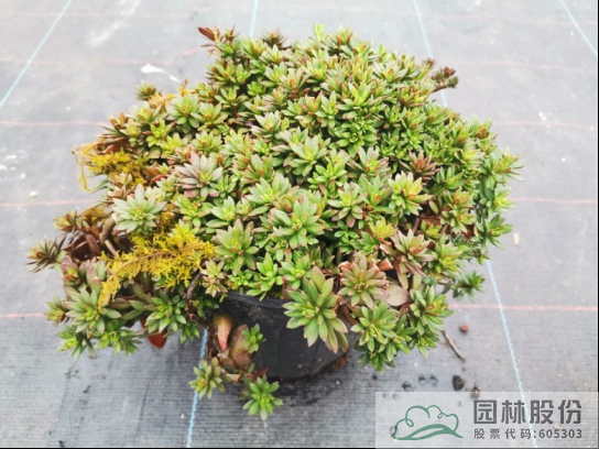 pg电子模拟器(中国)官方网站