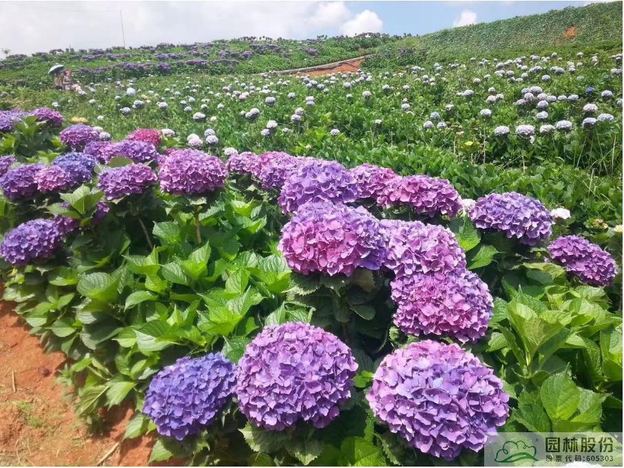 pg电子模拟器(中国)官方网站