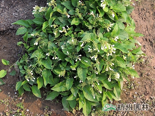 pg电子模拟器(中国)官方网站