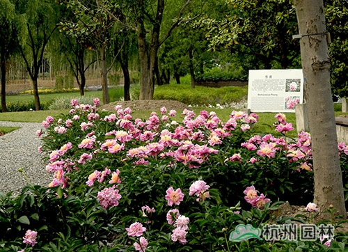 pg电子模拟器(中国)官方网站