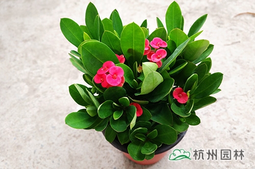 pg电子模拟器(中国)官方网站