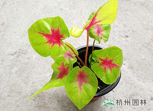 pg电子模拟器(中国)官方网站