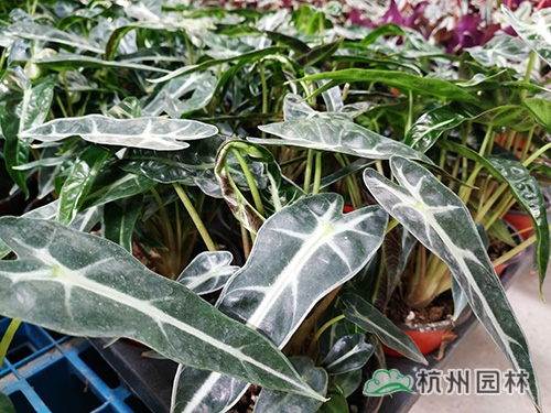 pg电子模拟器(中国)官方网站