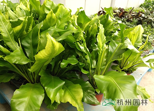 pg电子模拟器(中国)官方网站